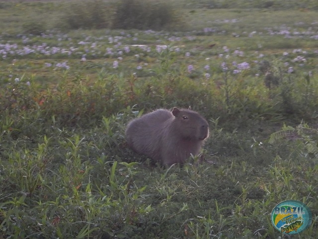 PIRA LODGE - Pantanal Argentino - Temporada 2.016